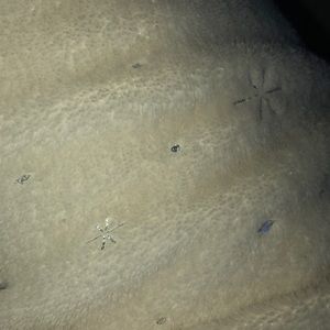 Meet your Posher, Tylee